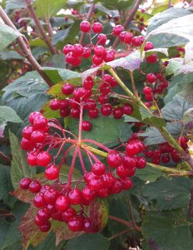 Viburnum trilobum