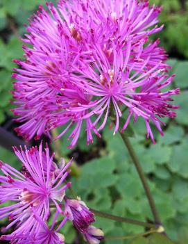 Thalictrum aquilegifolium