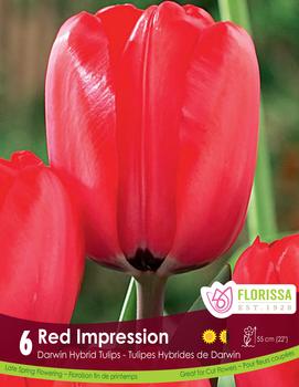 Tulip 'Red Impression'