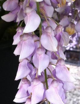 Wisteria macrostachya 'Aunt Dee'