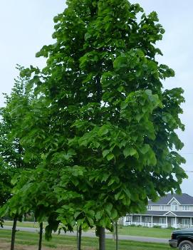 Tilia americana 'Redmond'