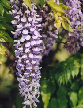 Wisteria sinensis