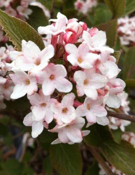 Viburnum carlesii