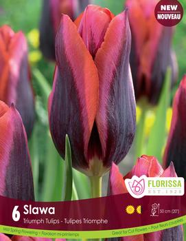 Tulip 'Slawa'