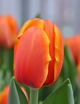 Tulip 'Triple A'
