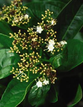 Viburnum nudum 'Winterthur'