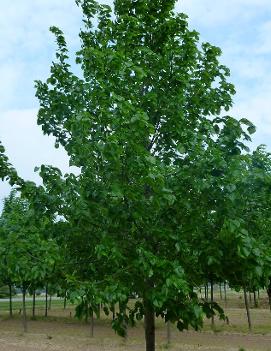 Tilia x euchlora