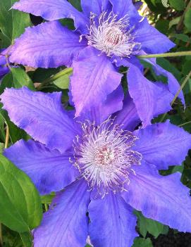 Clematis 'Countess of Lovelace'