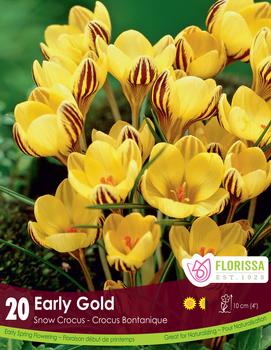 Crocus 'Early Gold'