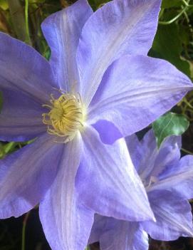 Clematis 'H.F. Young'