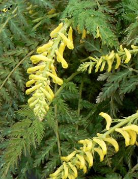 Corydalis cheilanthifolia