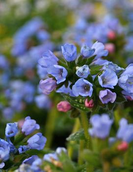 Pulmonaria x 'Twinkle Toes' (PP30258)