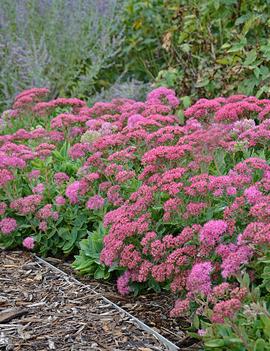 Sedum spectabile 'Carl'