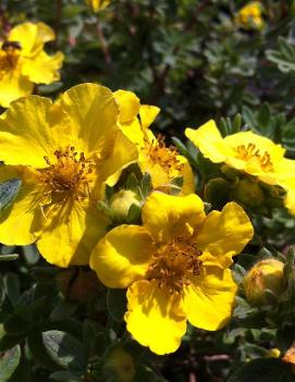 Potentilla fruticosa 'Yellow Gem' (COPF)