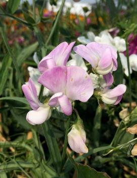 Lathyrus latifolius 'Pearl Mixture'