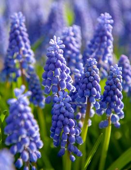 Muscari armeniacum