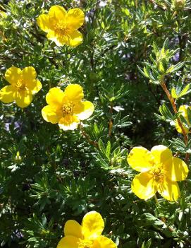 Potentilla fruticosa 'Goldfinger'