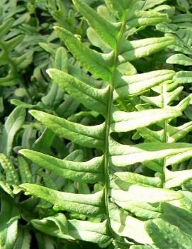 Polypodium vulgare