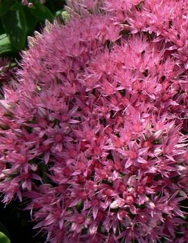 Sedum spectabile 'Neon'