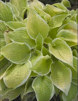 Hosta 'St. Elmo's Fire'