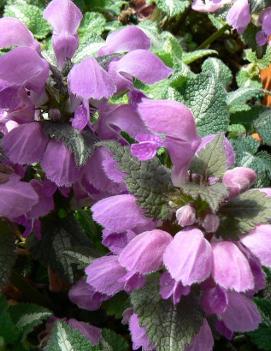 Lamium maculatum 'Chequers'