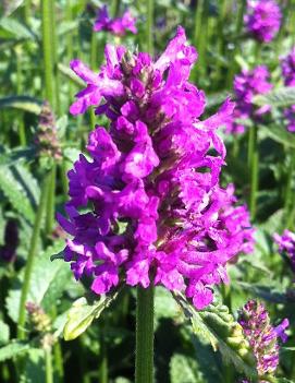 Stachys monieri 'Hummelo'