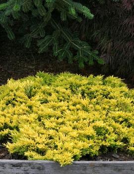 Juniperus horizontalis 'Gold Strike'