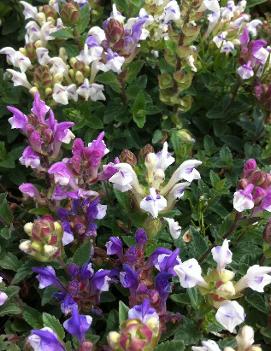 Scutellaria alpina 'Arcobaleno'