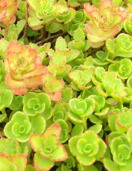 Sedum spurium 'Roseum'