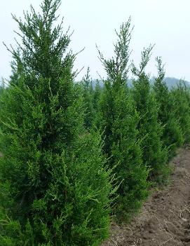 Juniperus chinensis 'Fairview'