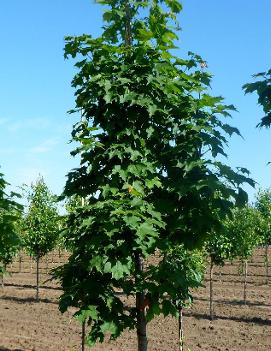 Acer saccharum Steeple® ('Astis')