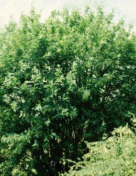 Caragana arborescens