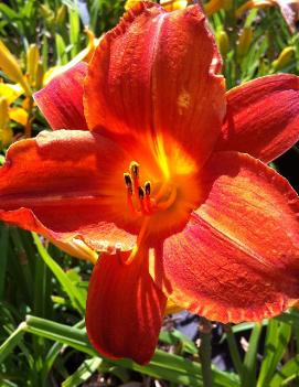 Hemerocallis 'Chinese New Year'