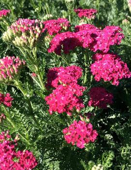 Achillea millefolium 'Saucy Seduction' (PP20782)