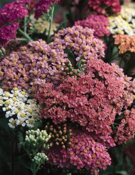 Achillea millefolium 'Summer Pastels'