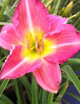 Hemerocallis 'Sue Rothbauer'