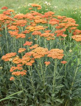 Achillea x 'Sassy Summer Sunset' (PP31412)