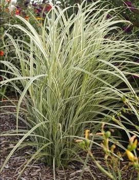 Miscanthus sinensis 'Dixieland'