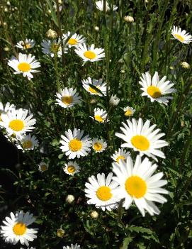 Leucanthemum vulgare