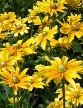 Rudbeckia hirta 'Prairie Sun'