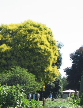 Koelreuteria paniculata