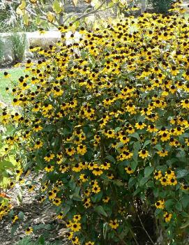 Rudbeckia triloba