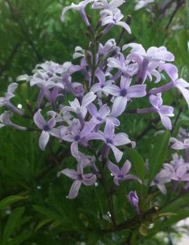 Syringa x laciniata