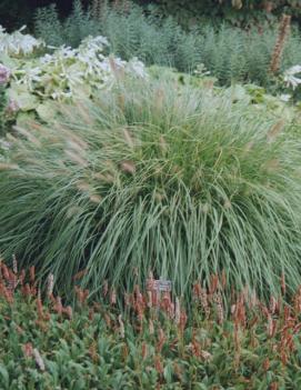 Pennisetum alopecuroides 'Weserbergland'