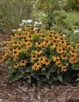 Rudbeckia fulgida var. sullivantii 'Little Goldstar' (PP2397)