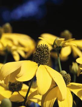 Rudbeckia laciniata Autumn Sun ('Herbstonne')