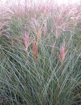 Miscanthus sinensis 'Yaku Jima'