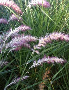 Pennisetum orientale 'Karley Rose' (PP12909)