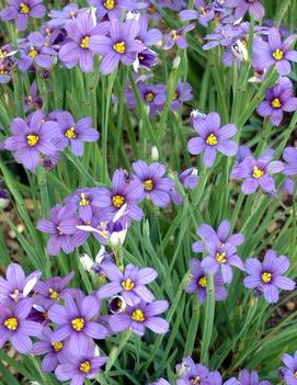 Sisyrinchium angustifolium 'Lucerne'