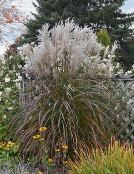 Miscanthus sinensis 'Oktoberfest' (PP27074)